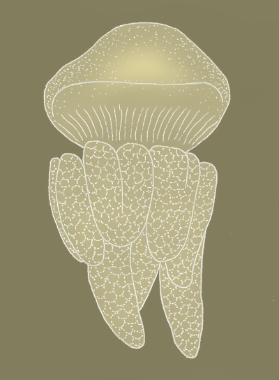 Reddit - daily sketch - river jellyfish